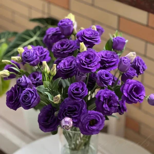 Florenza™ - Eustoma Thornless Rose Seeds for Vibrant Blooms in 12 Days (50% Off) - Evesbury