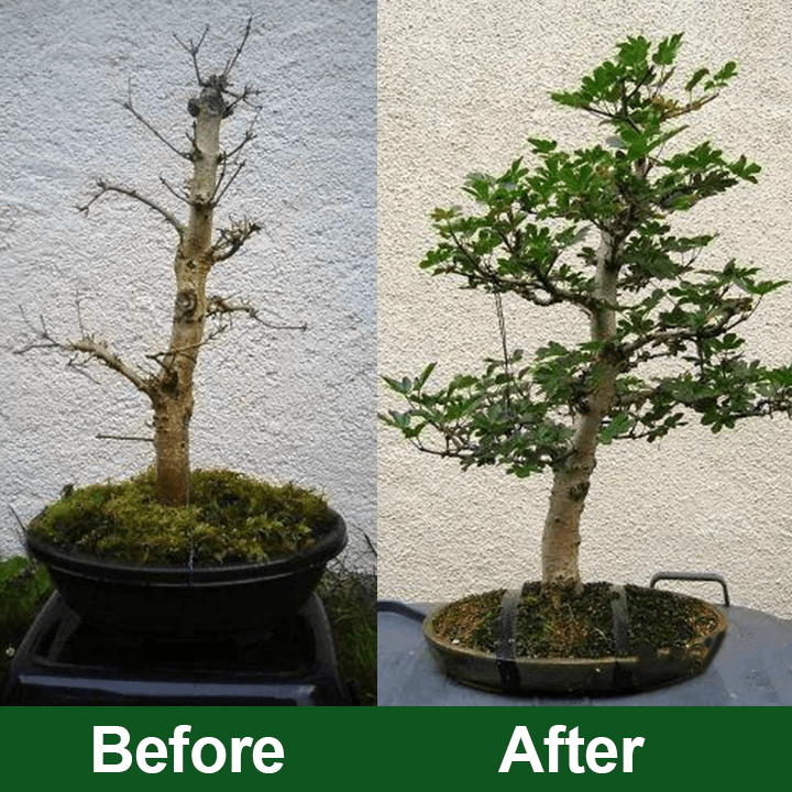 LIMETOW™ Rapid Rooting Liquid (1+1 Free) - Evesbury