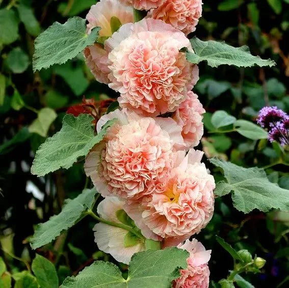 Florenza™ - Double - flowered Hollyhock Seeds (50% Off) - Evesbury