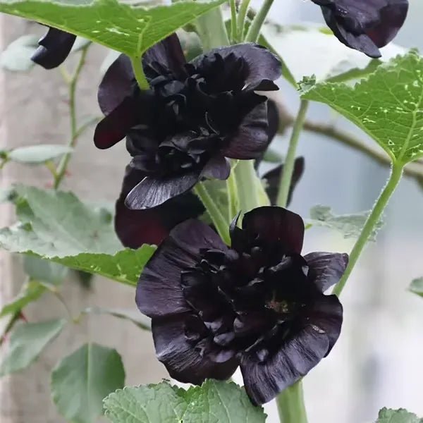 Florenza™ - Double - flowered Hollyhock Seeds (50% Off) - Evesbury