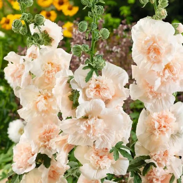 Florenza™ - Double - flowered Hollyhock Seeds (50% Off) - Evesbury