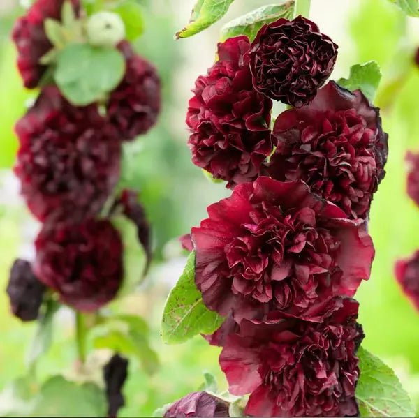 Florenza™ - Double - flowered Hollyhock Seeds (50% Off) - Evesbury