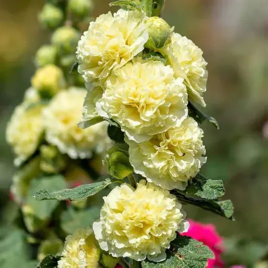 Florenza™ - Double - flowered Hollyhock Seeds (50% Off) - Evesbury