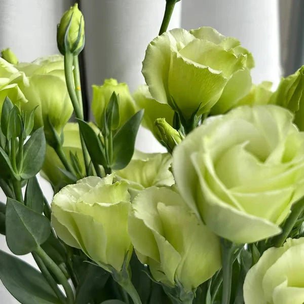 Florenza™ - Eustoma Thornless Rose Seeds for Vibrant Blooms in 12 Days (50% Off) - Evesbury