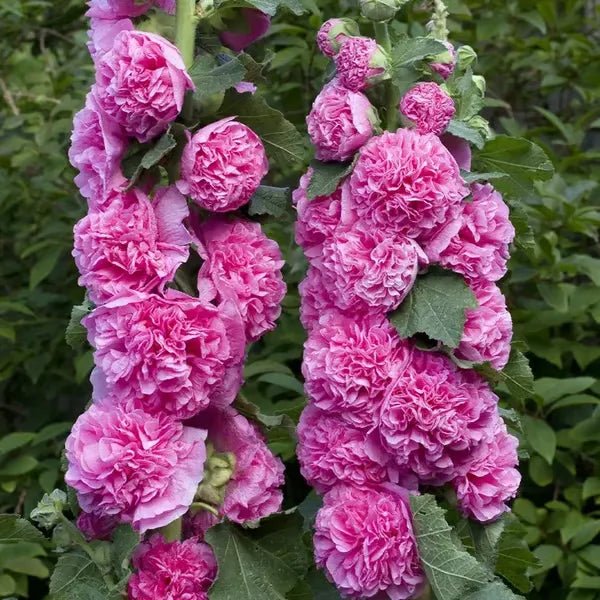 Florenza™ - Double - flowered Hollyhock Seeds (50% Off) - Evesbury