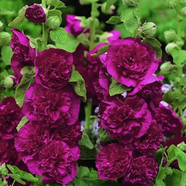 Florenza™ - Double - flowered Hollyhock Seeds (50% Off) - Evesbury