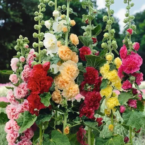 Florenza™ - Double - flowered Hollyhock Seeds (50% Off) - Evesbury