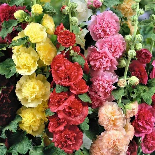 Florenza™ - Double - flowered Hollyhock Seeds (50% Off) - Evesbury