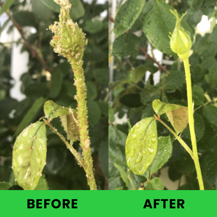 LIMETOW™ - Plant Pesticide (1+1 Free) - Evesbury