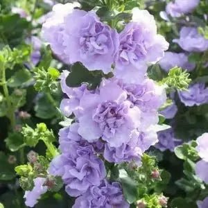 Florenza™ - Double - flowered Hollyhock Seeds (50% Off) - Evesbury