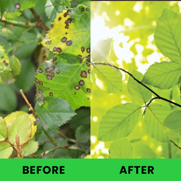 LIMETOW™ - Plant Pesticide (1+1 Free) - Evesbury