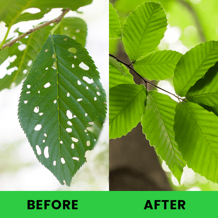 LIMETOW™ - Plant Pesticide (1+1 Free) - Evesbury
