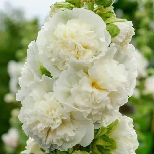 Florenza™ - Double - flowered Hollyhock Seeds (50% Off) - Evesbury