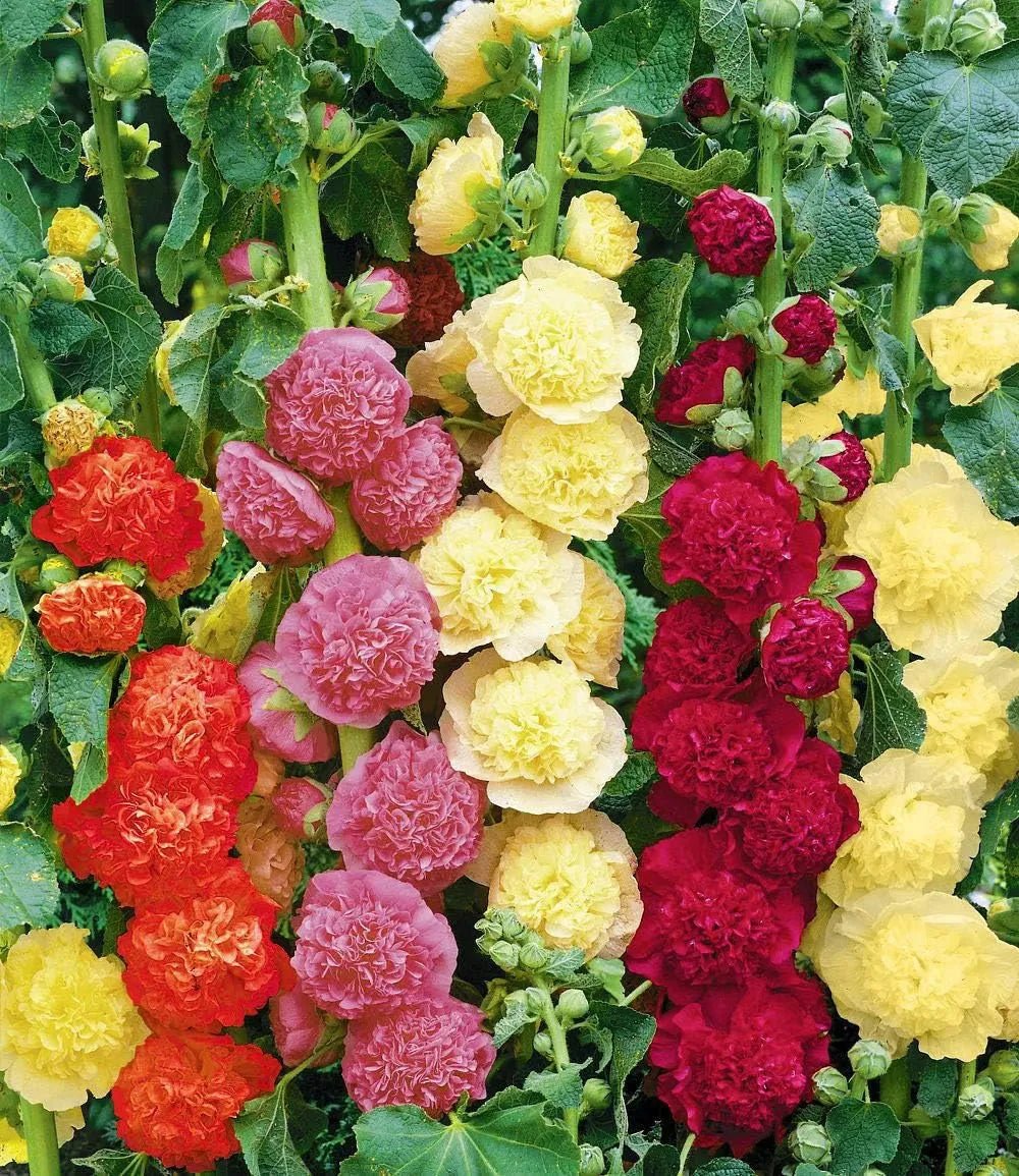 Florenza™ - Double - flowered Hollyhock Seeds (50% Off) - Evesbury