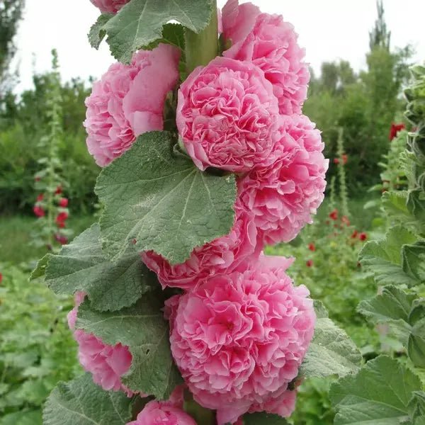 Florenza™ - Double - flowered Hollyhock Seeds (50% Off) - Evesbury