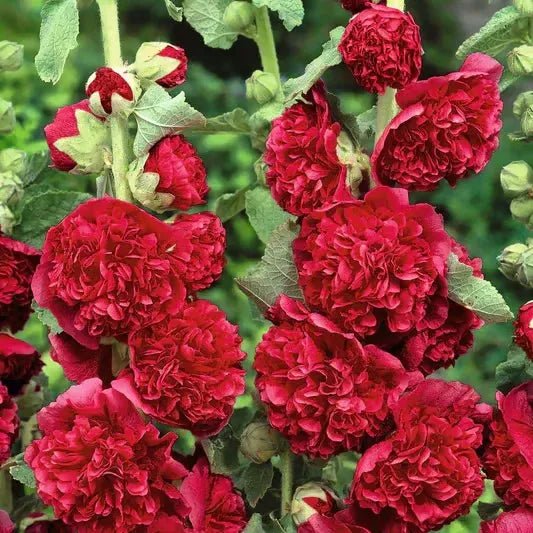 Florenza™ - Double - flowered Hollyhock Seeds (50% Off) - Evesbury