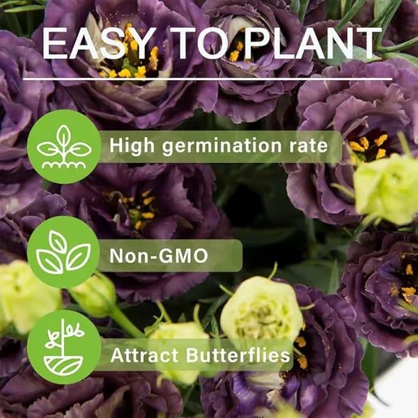 Florenza™ - Eustoma Thornless Rose Seeds for Vibrant Blooms in 12 Days (50% Off) - Evesbury