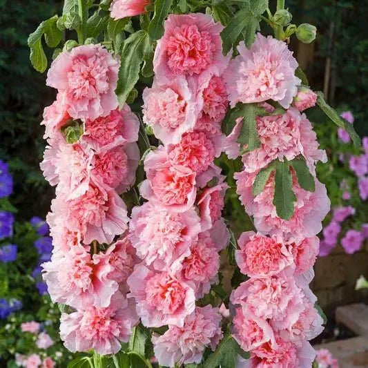 Florenza™ - Double - flowered Hollyhock Seeds (50% Off) - Evesbury