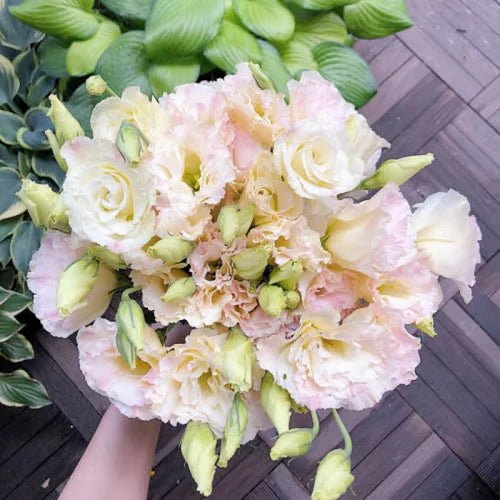 Florenza™ - Eustoma Thornless Rose Seeds for Vibrant Blooms in 12 Days (50% Off) - Evesbury