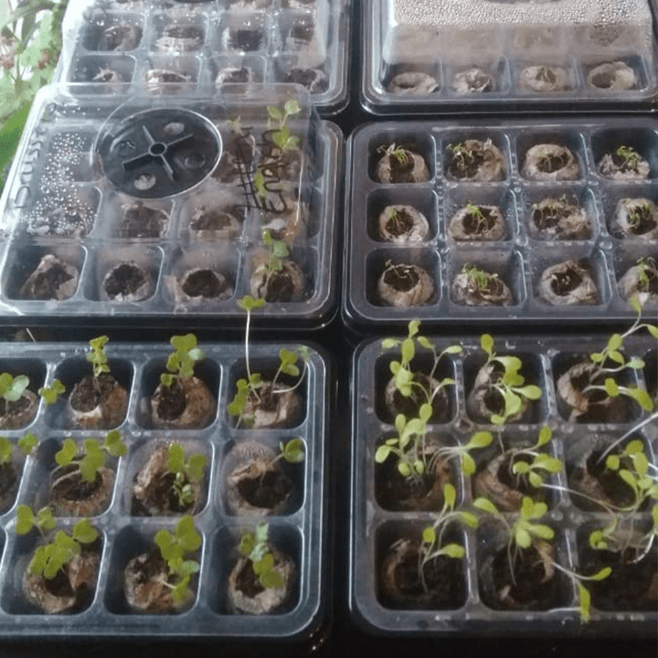 LIMETOW™ - Seed Starter Kit - Evesbury