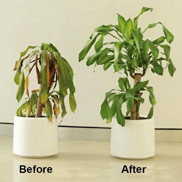 KISSHI™ - Chlorophyll Spray ACE 2 (1+1 Free) - Evesbury