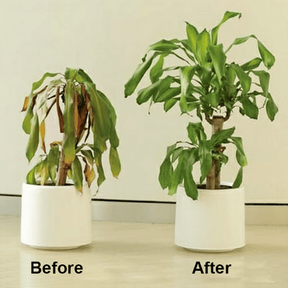 KISSHI™ - Chlorophyll Spray ACE 2 (1+1 Free) - Evesbury