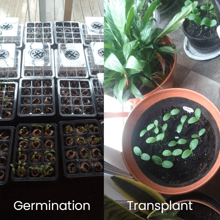 LIMETOW™ - Seed Starter Kit - Evesbury