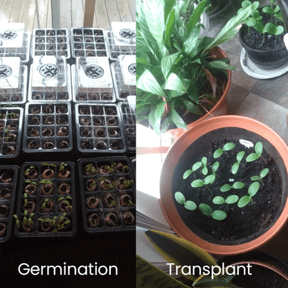 LIMETOW™ - Seed Starter Kit - Evesbury