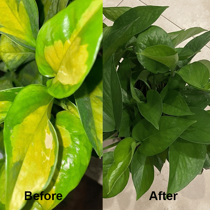 KISSHI™ - Chlorophyll Spray ACE 2 (1+1 Free) - Evesbury