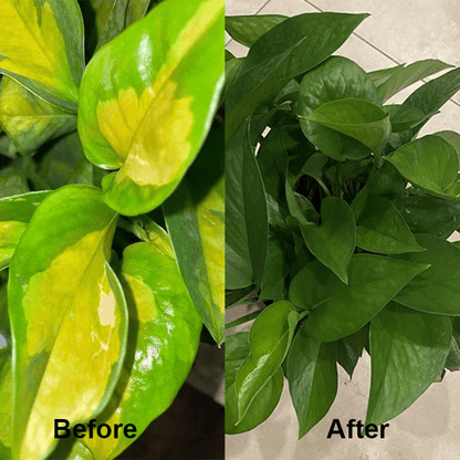KISSHI™ - Chlorophyll Spray ACE 2 (1+1 Free) - Evesbury