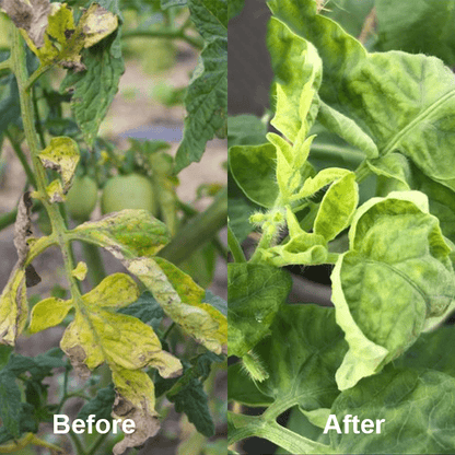 KISSHI™ - Chlorophyll Spray ACE 2 (1+1 Free) - Evesbury