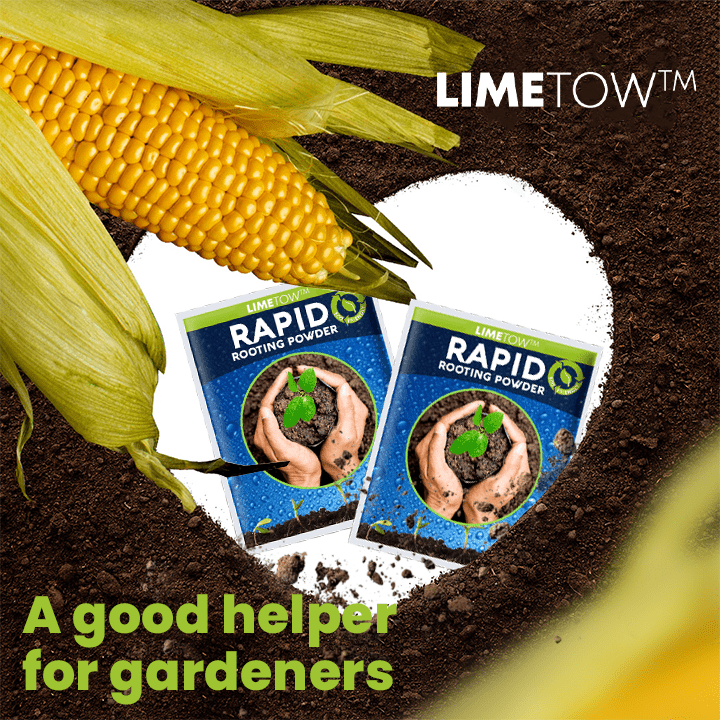 LIMETOW™ Rapid Rooting Powder (1+1 Free) - Evesbury