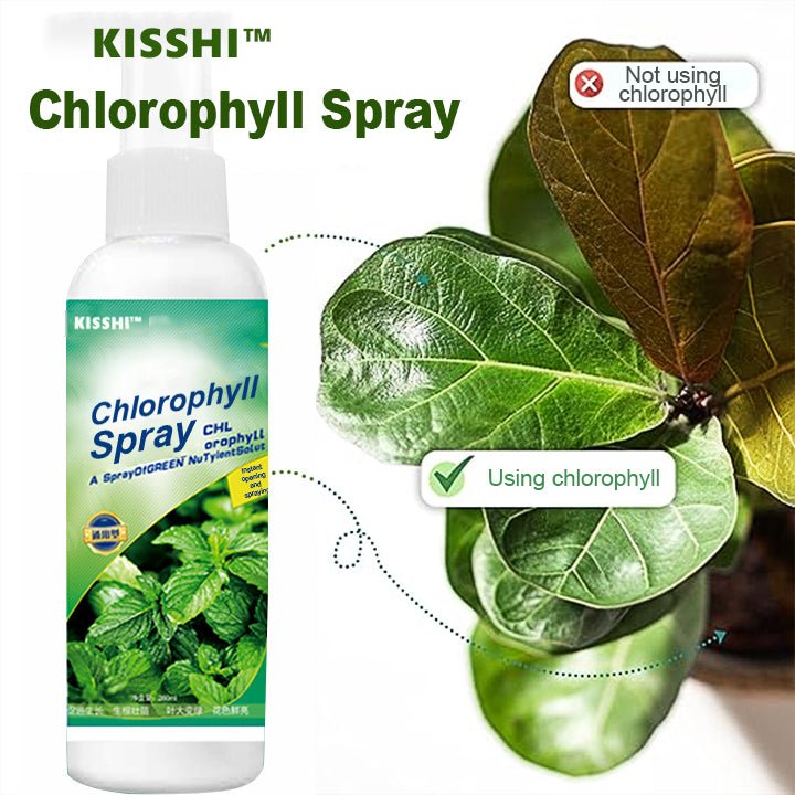 KISSHI™ - Chlorophyll Spray ACE 2 (1+1 Free) - Evesbury
