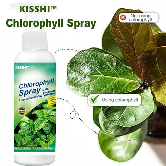 KISSHI™ - Chlorophyll Spray ACE 2 (1+1 Free) - Evesbury