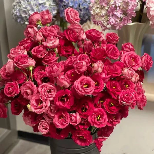 Florenza™ - Eustoma Thornless Rose Seeds for Vibrant Blooms in 12 Days (50% Off) - Evesbury