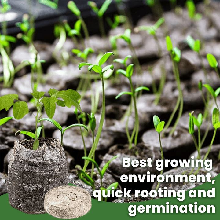 LIMETOW™ - Seed Starter Kit - Evesbury