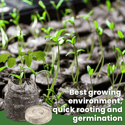 LIMETOW™ - Seed Starter Kit - Evesbury