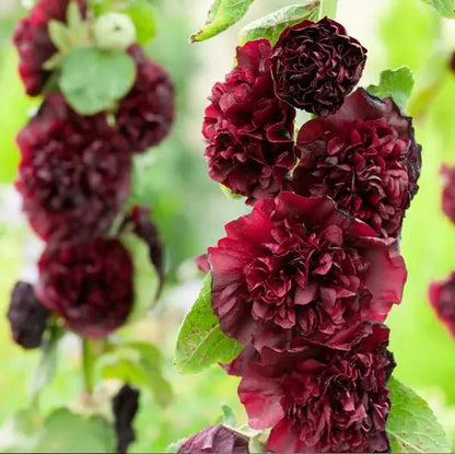Florenza™ - Double - flowered Hollyhock Seeds (50% Off) - Evesbury