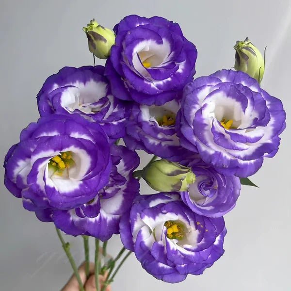 Florenza™ - Eustoma Thornless Rose Seeds for Vibrant Blooms in 12 Days (50% Off) - Evesbury