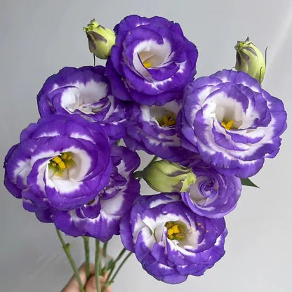 Florenza™ - Eustoma Thornless Rose Seeds for Vibrant Blooms in 12 Days (50% Off) - Evesbury