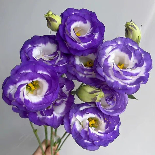 Florenza™ - Eustoma Thornless Rose Seeds for Vibrant Blooms in 12 Days (50% Off) - Evesbury
