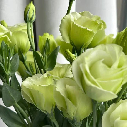 Florenza™ - Eustoma Thornless Rose Seeds for Vibrant Blooms in 12 Days (50% Off) - Evesbury