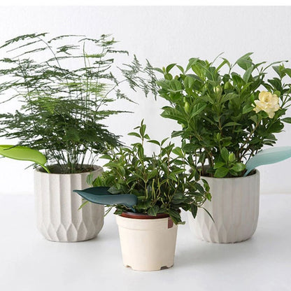 Florenza™ - 6 Leaf Funnels for Mess Free Plant Watering