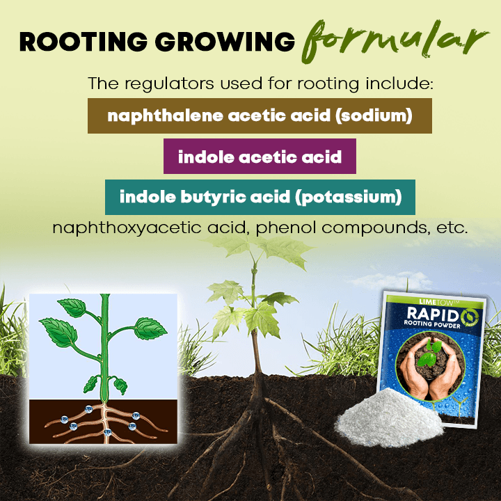 LIMETOW™ Rapid Rooting Powder (1+1 Free) - Evesbury