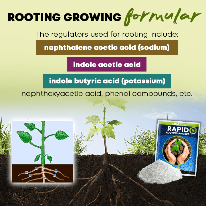 LIMETOW™ Rapid Rooting Powder (1+1 Free)