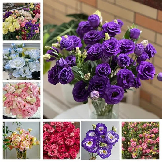 Florenza™ - Eustoma Thornless Rose Seeds for Vibrant Blooms in 12 Days (50% Off) - Evesbury