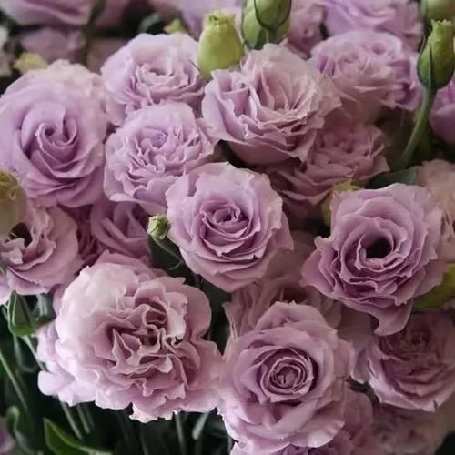 Florenza™ - Eustoma Thornless Rose Seeds for Vibrant Blooms in 12 Days (50% Off) - Evesbury