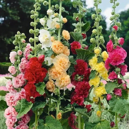 Florenza™ - Double - flowered Hollyhock Seeds (50% Off) - Evesbury
