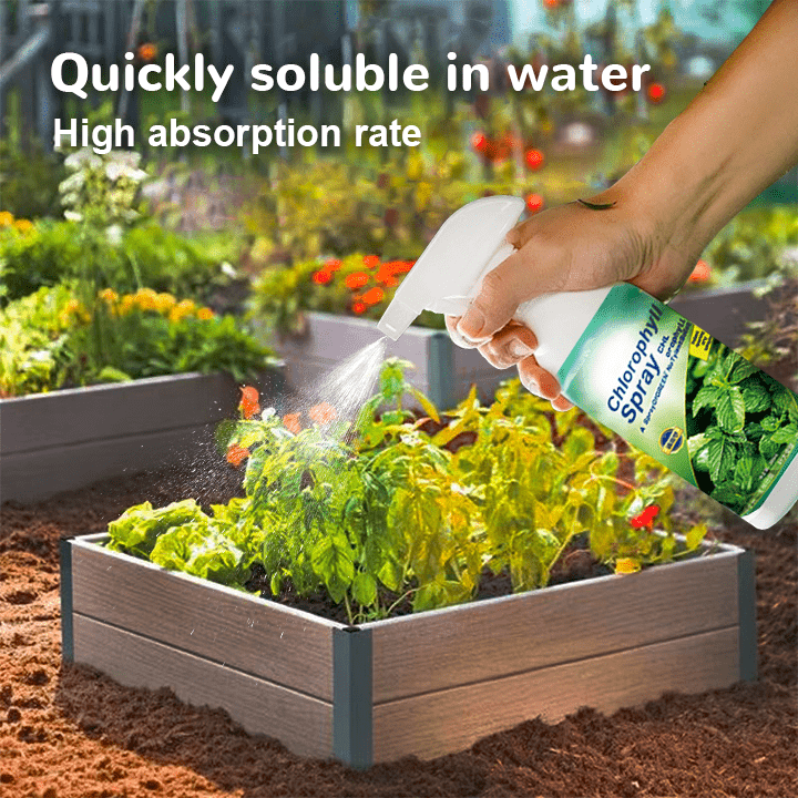 KISSHI™ - Chlorophyll Spray ACE 2 (1+1 Free) - Evesbury