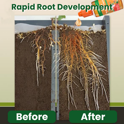 LIMETOW™ Rapid Rooting Liquid (1+1 Free)